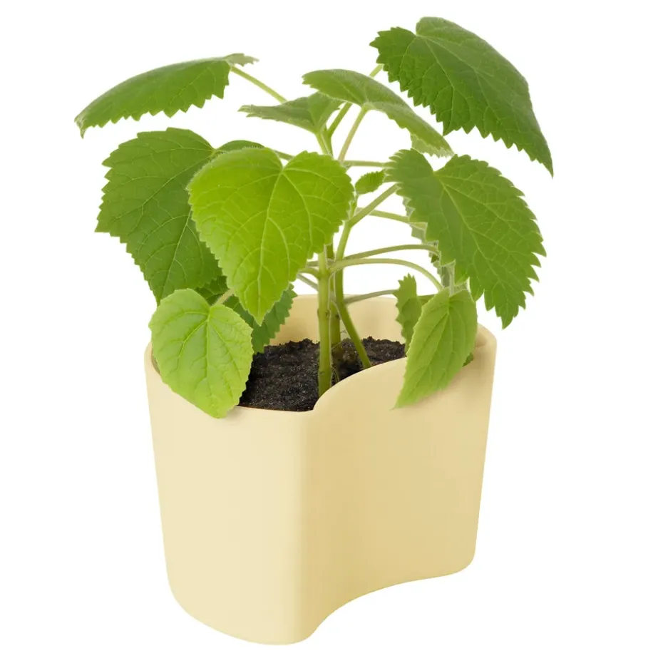 Maceta con semillas YOUR TREE, amarillo (abedul)