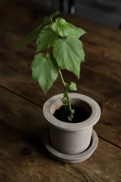 Maceta de terracota Ernst con plato, Ø12 × 10 cm
