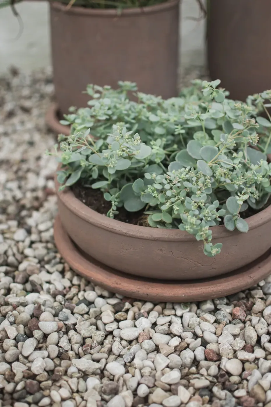 Maceta Terra bowl, Brown, Ø30 × 10,5 cm